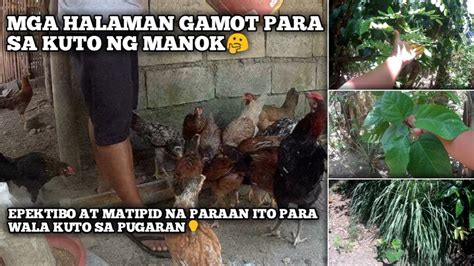 kuto ng manok|Gamot Sa Kuto: Tried And Tested Treatment .